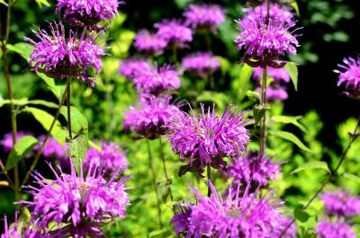 Прикрепленное изображение: _DSC3371.JPG